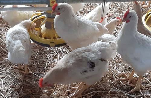 Junge Brüderhähne Junge Brüderhähne